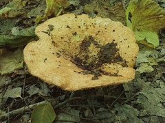 Lactarius psammicola