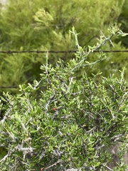 Castela erecta