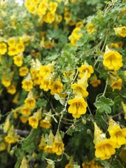 Tropaeolum brachyceras