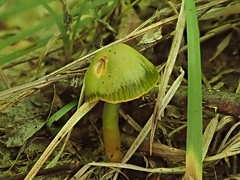 Gliophorus psittacinus