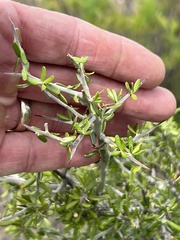 Castela erecta