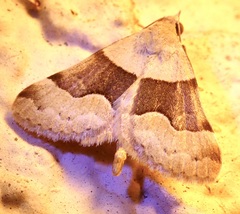 Hemeroplanis incusalis