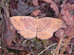 Apodrepanulatrix liberaria