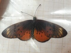 Acraea pseudegina