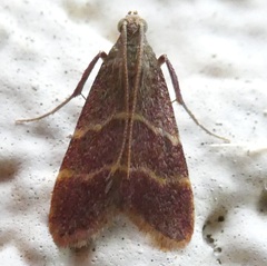 Arta epicoenalis