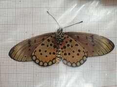 Acraea pseudegina