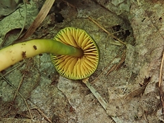 Gliophorus psittacinus