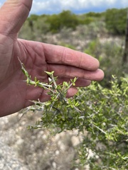 Castela erecta
