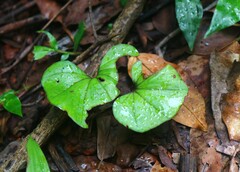 Nervilia infundibulifolia