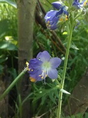 Polemonium occidentale