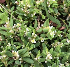 Polygonum arenastrum