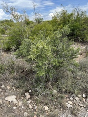 Castela erecta