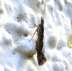 Plutella xylostella