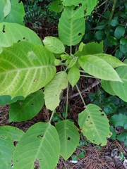 Dendrocnide meyeniana