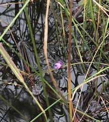 Utricularia purpurea