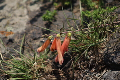 Lamourouxia rhinanthifolia