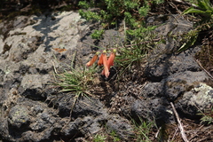 Lamourouxia rhinanthifolia