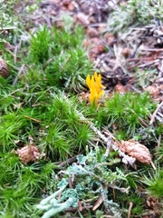 Calocera viscosa