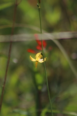 Echeandia flavescens