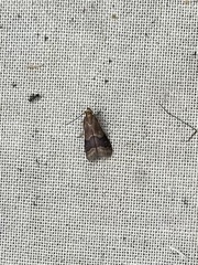 Eulogia ochrifrontella