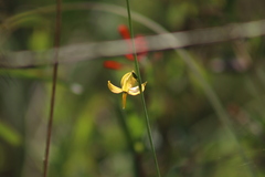 Echeandia flavescens