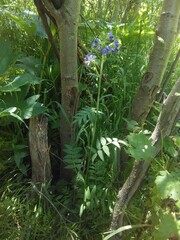 Polemonium occidentale