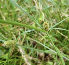 Cyperus brevifolius