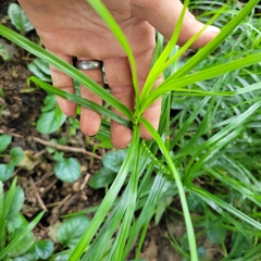 Carex muskingumensis