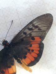 Acraea egina