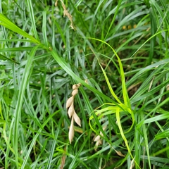 Carex muskingumensis