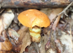 Suillus grevillei