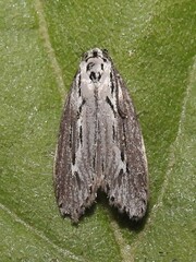 Ethmia discostrigella