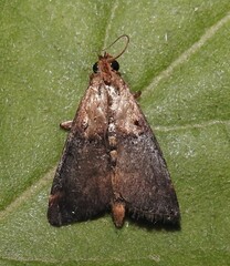 Cacozelia basiochrealis