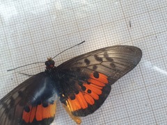 Acraea egina