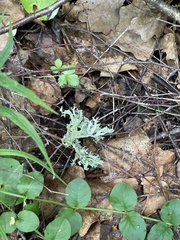Evernia prunastri
