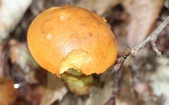 Suillus grevillei