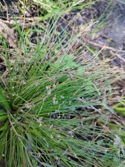 Isolepis setacea