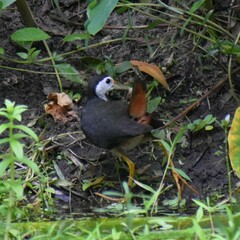 Amaurornis phoenicurus