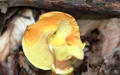 Suillus grevillei