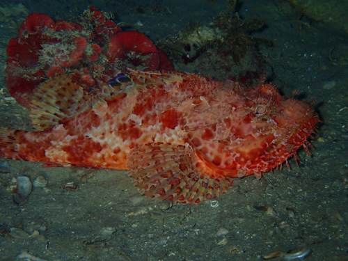 Škrpina (Scorpaena scrofa)