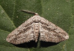 Iridopsis obliquaria