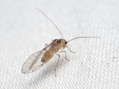 Elipsocidae