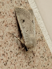 Agrotis vetusta