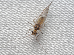Elipsocidae