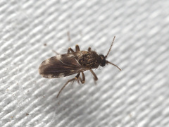 Forcipomyia