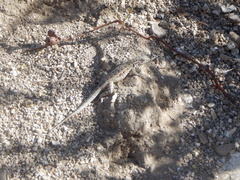 Uta stansburiana elegans