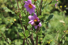 Apyrrothrix araxes araxes