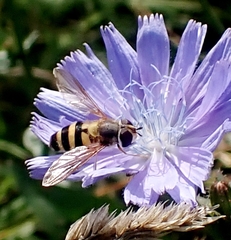 Syrphus ribesii