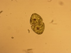 Cosmarium ovale