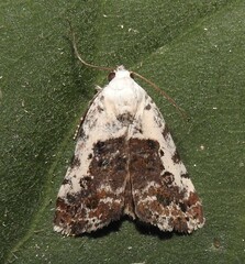 Ponometia phecolisca